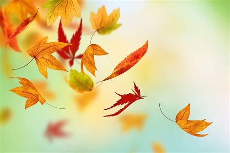 🔥 Download Autumn Fall Leaves HD Live Wallpaper Hq Pictures Image ...