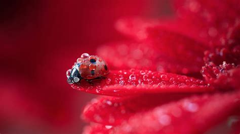 Ladybugs, red flower, photography, flower, nature, drop, red wallpaper ...