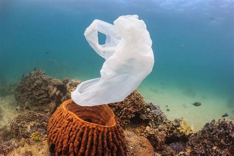 Avstralci v pičlih 3 mesecih zmanjšali porabo plastičnih vrečk za 80 % ...