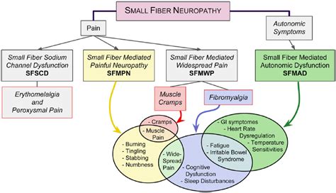 Small Fiber Neuropathy: Disease Classification Beyond Pain and Burning ...