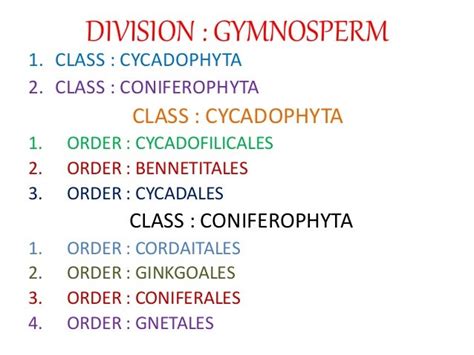 Classification of gymnosperm by chamberlain