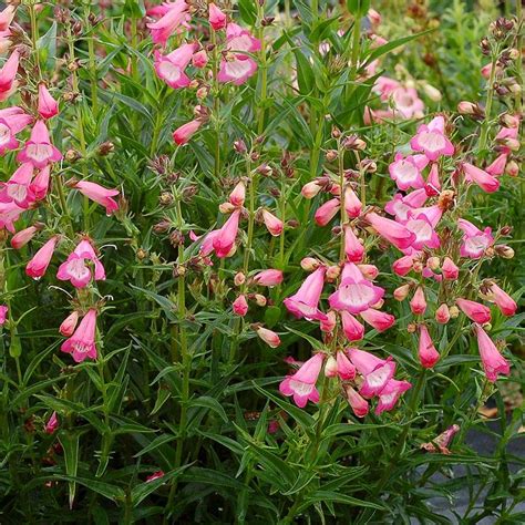 Penstemon HARLEQUIN™ ‘Pink’ | TERRA NOVA® Nurseries, Inc.