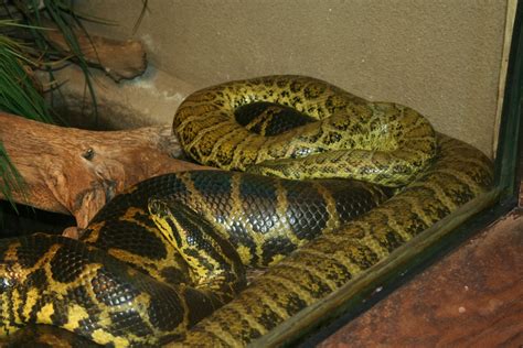 yellow anaconda snake wallpapers & images - All Best Desktop Wallpapers