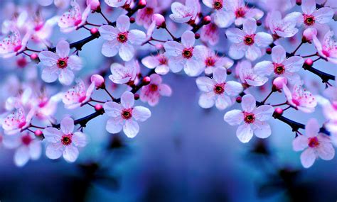 Cherry Blossom Desktop Backgrounds - Wallpaper Cave