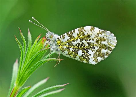 Orange-tip Butterfly | Female Orange-tip Butterfly photograp… | Flickr