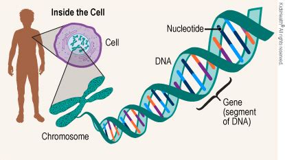 Definition: DNA (for Parents) - Aetna Better Health of Kentucky (Medicaid)