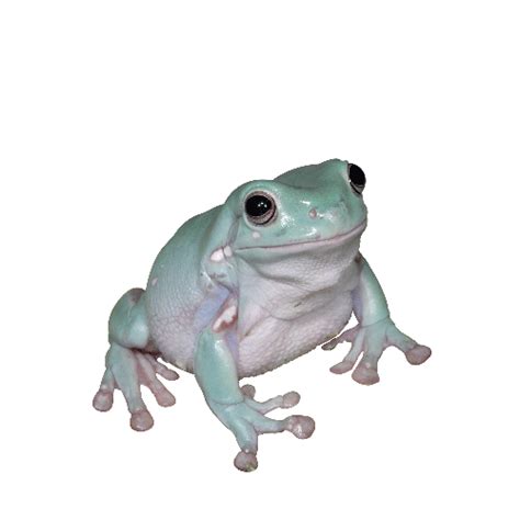 Click to View Care Sheet for White's Tree Frog | Whites tree frog, Tree ...