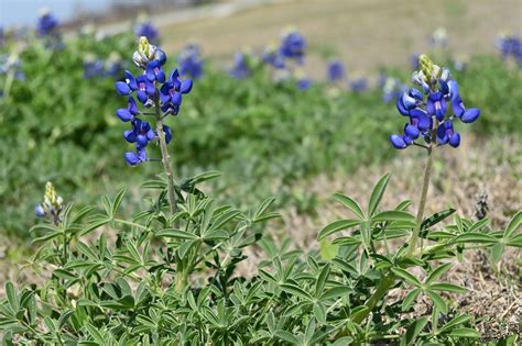 Bluebonnet Wildflower Spring - Free photo on Pixabay - Pixabay