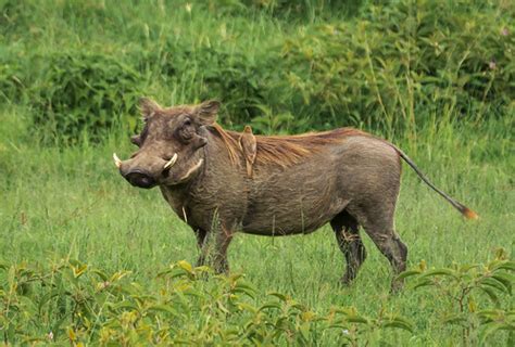 Warthog and friend | ... at Lake Nakuru. The friend is an Ox… | Rodney ...