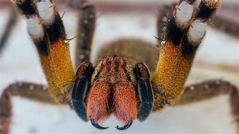 Brazilian wandering spiders: Bites & other facts | Live Science