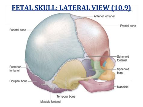 Fetal Skull | notes.nursium.com