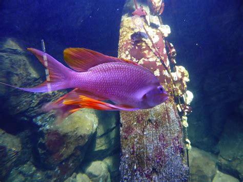 Anthias | database.fish