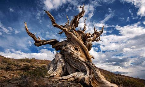 The Methuselah tree and the secrets of Earth’s oldest organisms | The ...