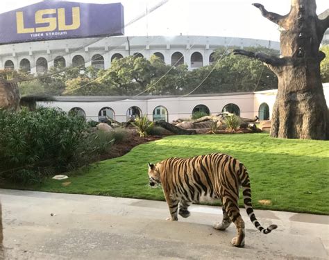 Meet Louisiana State University’s Mike the Tiger – Garden & Gun