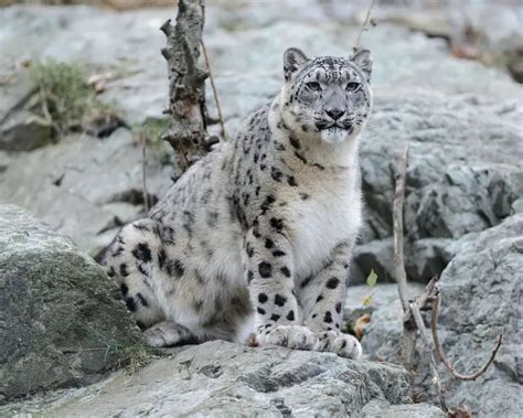 Snow Leopard - Facts, Diet, Habitat & Pictures on Animalia.bio