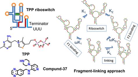 Exploring the structure, function of thiamine pyrophosphate riboswitch ...