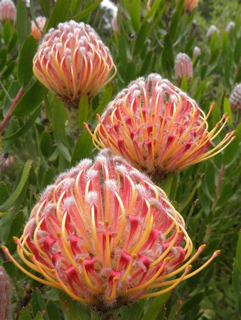 11 best Protea varieties images on Pinterest | Plants, Beautiful ...