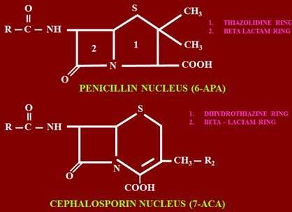 Cephalosporins – howMed