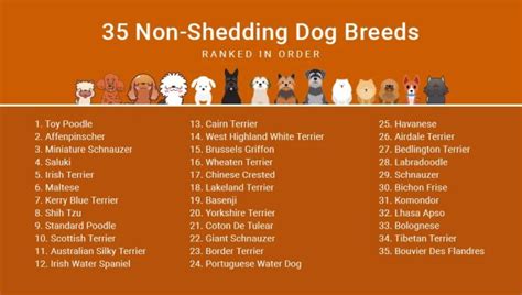 35 Non Shedding Dog Breeds - Ranked In Order