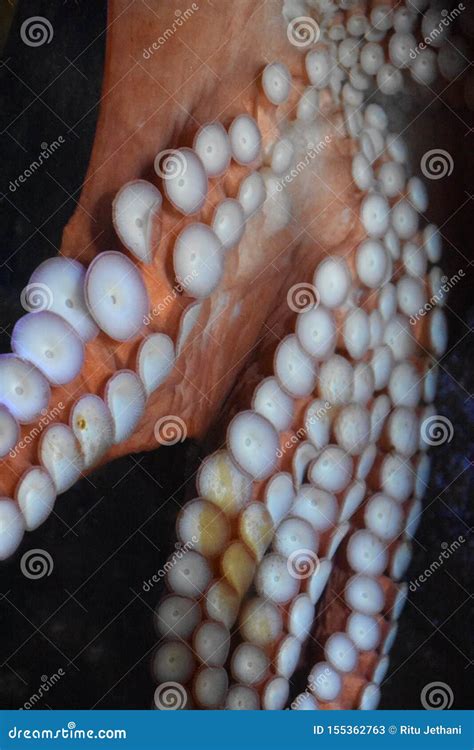 Octopus in an Aquarium stock image. Image of octopus - 155362763