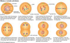 mitosis | Definition, Stages, Diagram, & Facts | Britannica.com