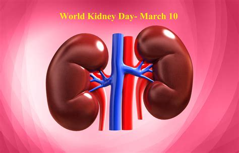 World Kidney Day 2024: Theme, Date, History, Activities - Edudwar