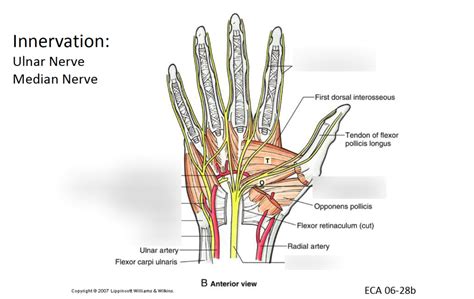 Ulnar Nerve Anatomy Hand