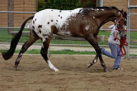 Bay Blanketed Appaloosa by FineEquine on DeviantArt