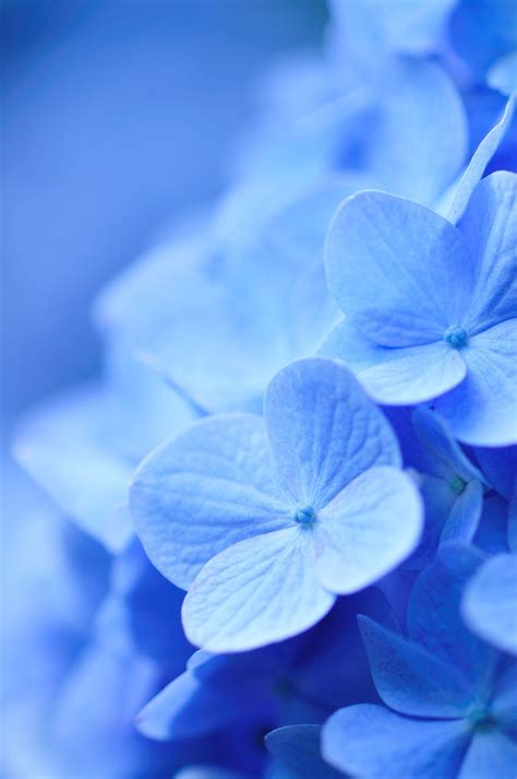 Azure blue. | Blue flowers, Light blue aesthetic, Blue aesthetic pastel