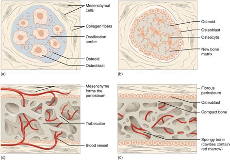 Microscopic Structure Of Compact Bone Bone Matrix