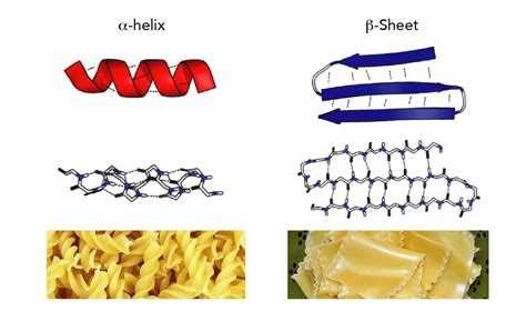 Which Of These Illustrates The Secondary Structure Of A Protein