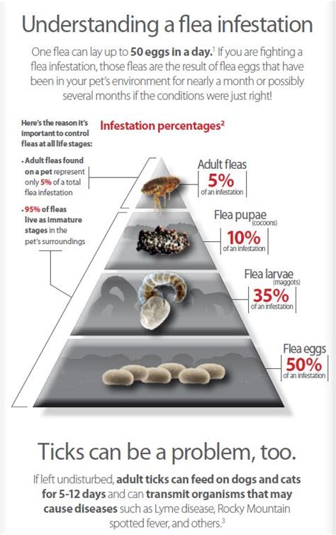 Flea and Tick Horrors and Why Prevention is Key | A Magical Mess