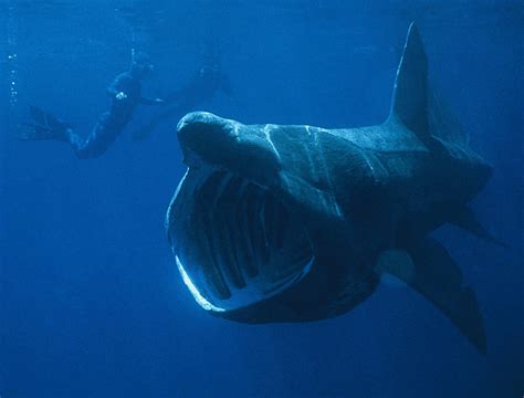 Basking Shark (Cetorhinus maximus) | Ireland's Wildlife