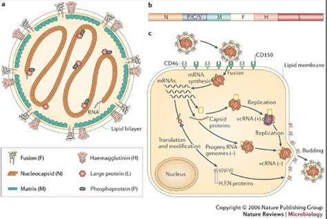 Life Cycle Of Rubella Virus