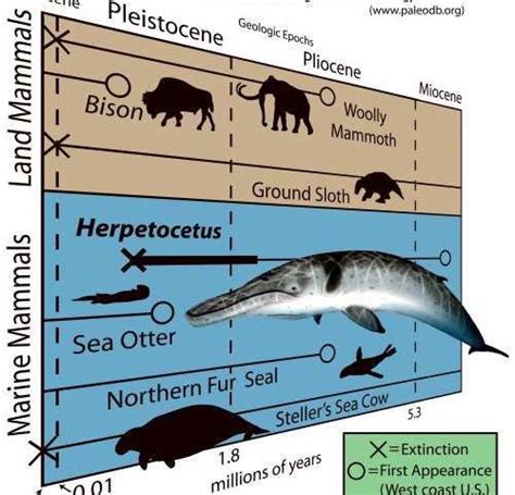 Dwarf whale survived well into Ice Age | Marine mammals, Steller's sea ...