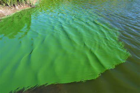 Great Pond Foundation » Cyanobacteria Bloom