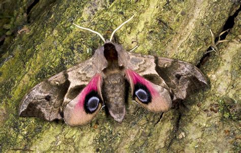 Eyed Hawk Moth– Identification, Life Cycle, Facts & Pictures