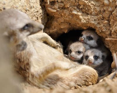 Funny Universe: how cute Meerkat babies