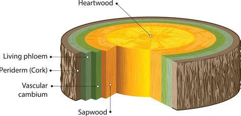 Sapwood Heartwood | Blog | EcoChoice