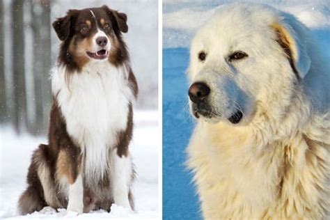 Learn All About The Australian Shepherd Great Pyrenees Mix!