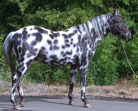 Leopard Appaloosa Awesome Vision. His spots are called "peacock spots ...