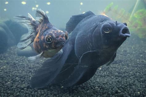 Black Moor Goldfish Care Guide: Diet, Breeding, Diseases