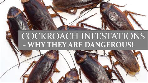 Cockroach Infestations - Why They Are Dangerous! by Kay Zeeh - Issuu