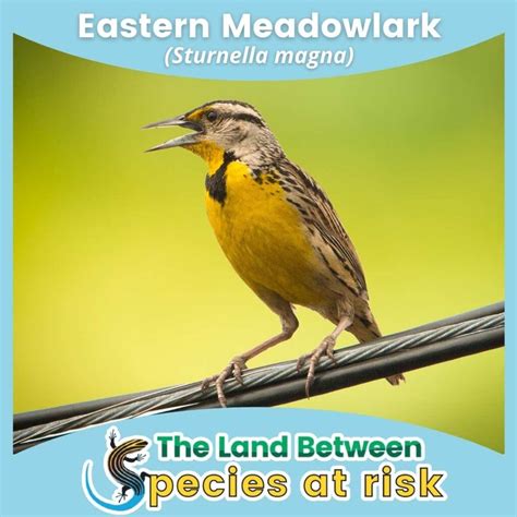 Eastern Meadowlark- Species At Risk in The Land Between