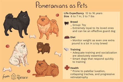 Are There Different Types Of Pomeranian Dogs