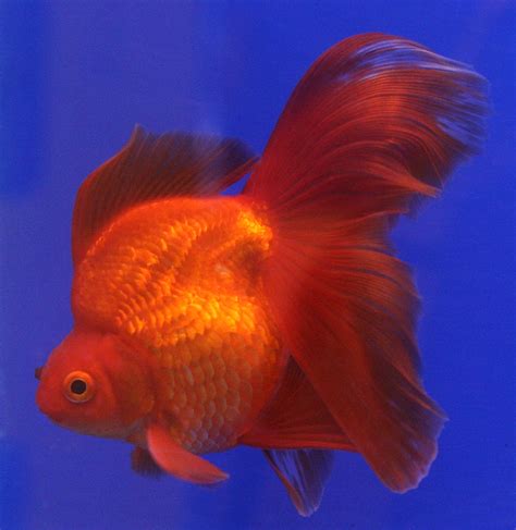 Beautiful Varieties of Pet Goldfish | The Real Owner