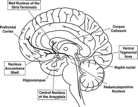 Brain Midsagittal View Pituitary Gland