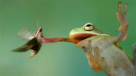 15+ Do Frogs Eat Plants - AddisonSyma