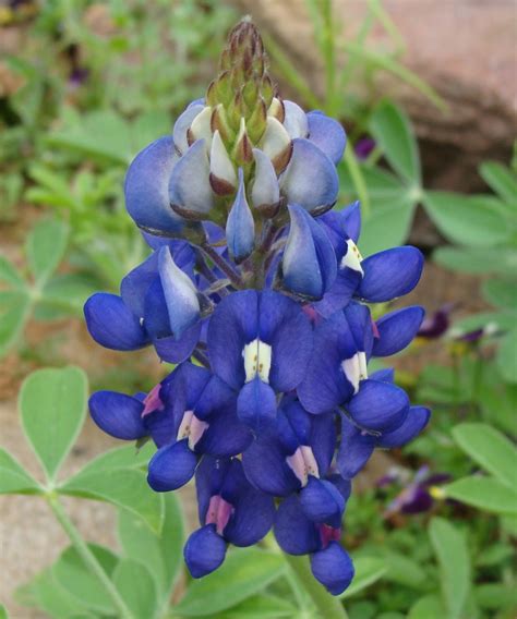 Wildflower Wednesday: Bluebonnets