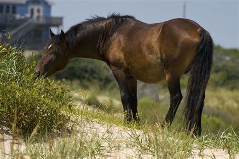 Corolla Wild Horses - Photos, Tours and Info - OuterBanks.com